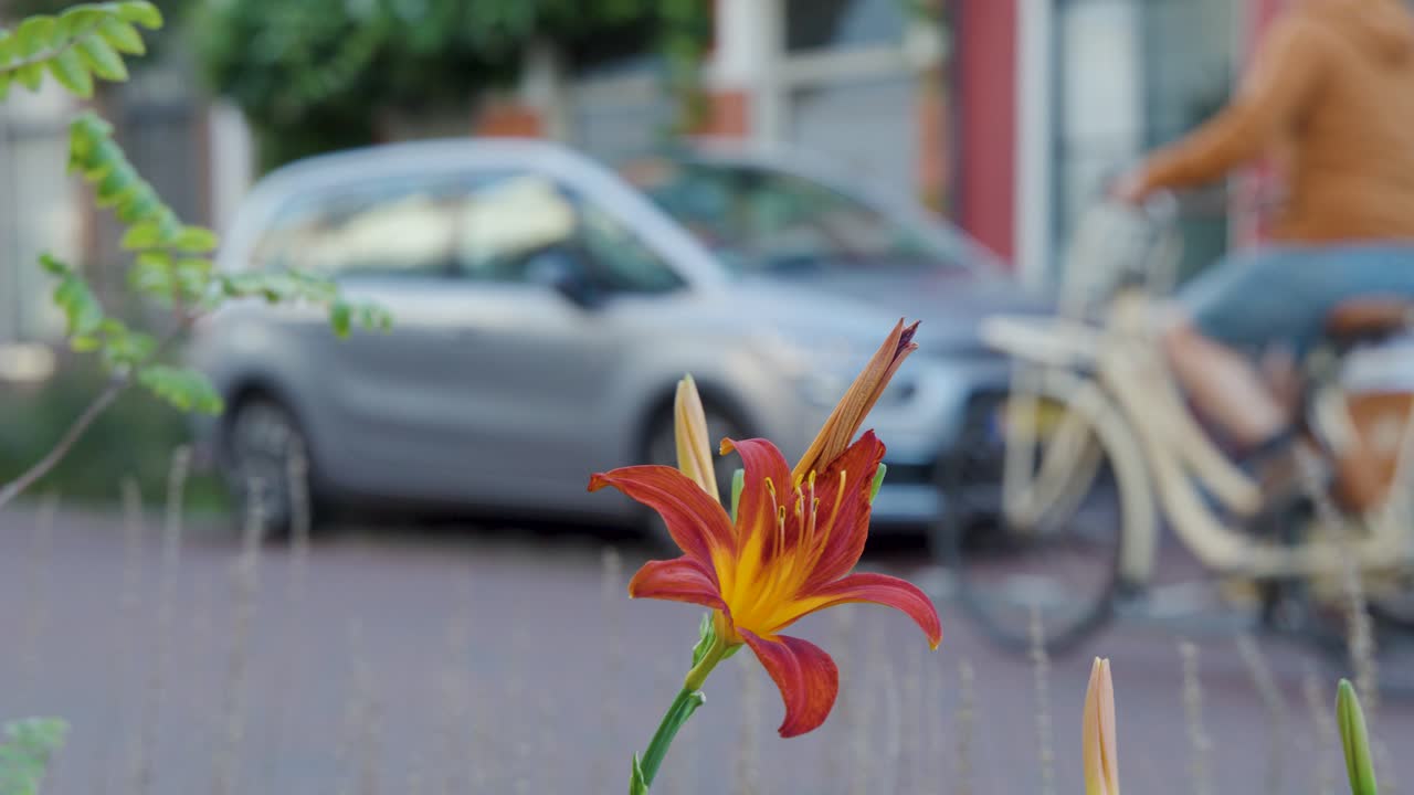 Orange lily in focus as cyclist passes by on Amsterdam street, shallow depth of field