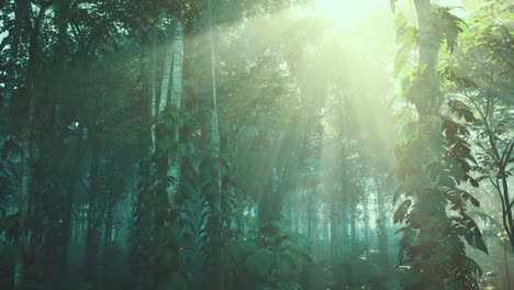 la luz del sol fluye a través de una densa selva tropical.