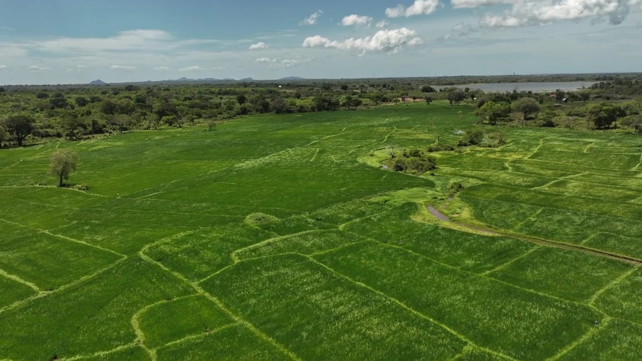 Toma aérea giratoria de dron sobre arrozales verdes, tierras de cultivo rurales, árboles y campo abierto en Sri Lanka, ideal para proyectos de agricultura, naturaleza, viajes y turismo