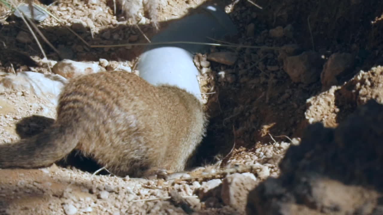 몽구스가 야외 공간의 파이프에 들어가려고 합니다.