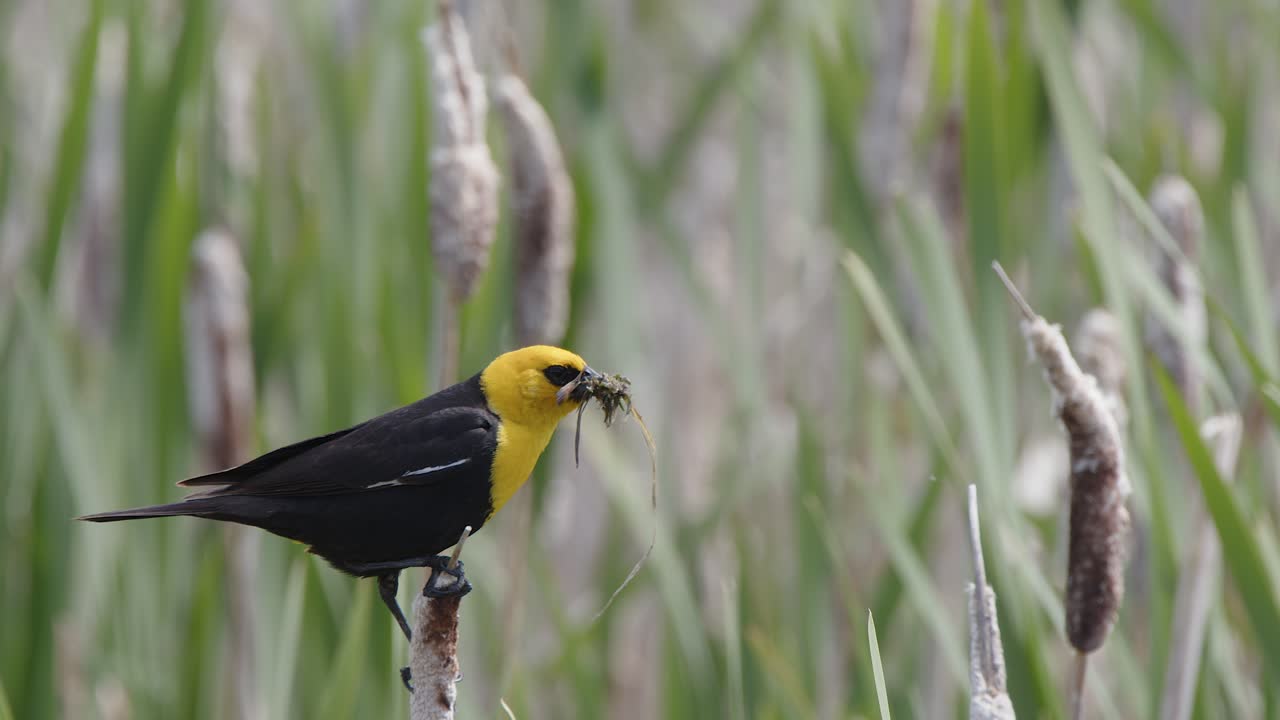 노란 머리 블랙버드 (yellow-headed blackbird) 는 습지 고양이 리에 둥지를 짓는 재료를 가지고 있습니다.
