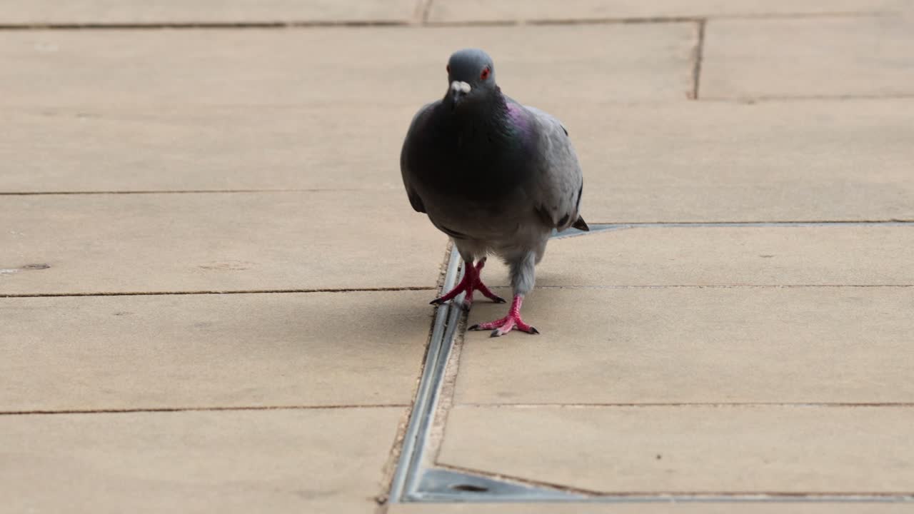 비둘기가 보행로를 고 고 있다