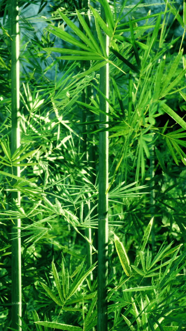 Piante di bambù verdi in un'area soleggiata che mostrano la loro struttura alta e sottile.