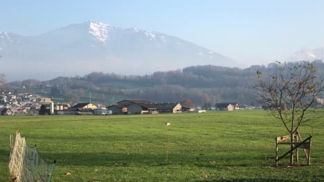 Grey-heron-picking-feed-in-a-swiss-countryside-farmyard