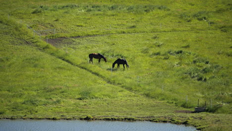 horses in far away paddock slow mo