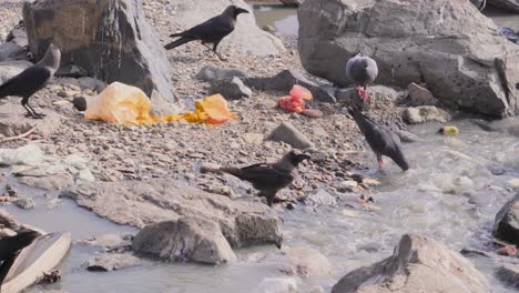 Krähen-Und-Tauben-Sitzen-Und-Trinken-Verschmutztes-Meerwasser_Carter-Road-Bandra