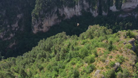 griffon vulture flying aerial view river gorges du tarn in background sunny day