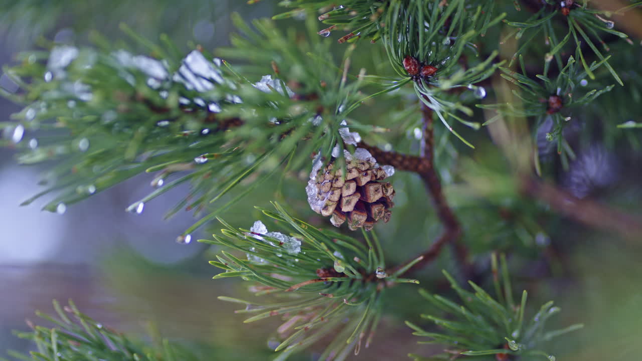 Pine cone on a snowy branch during winter