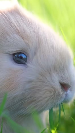 beautiful fluffy little rabbit on green grass closeup