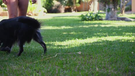 A-young-caucasian-woman-plays-with-her-black-dog-and-a-stick-in-the-garden-of-a-house-on-a-sunny-day