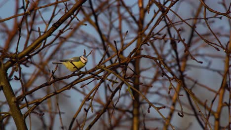 Little-blue-tit-perched-on-a-leafless-branch-of-a-fruit-tree