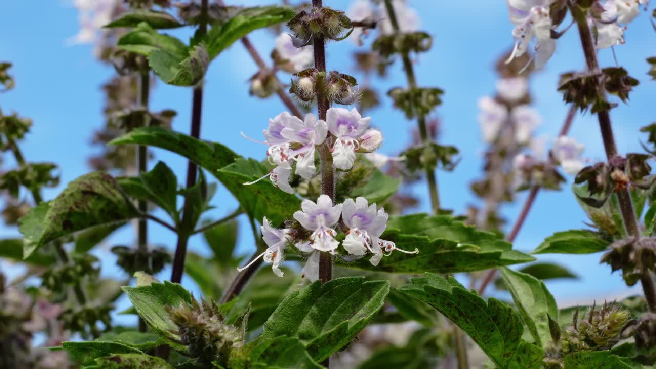 Australian Native Bee Flying Around Flowers In QLD, Australia - Close Up Shot