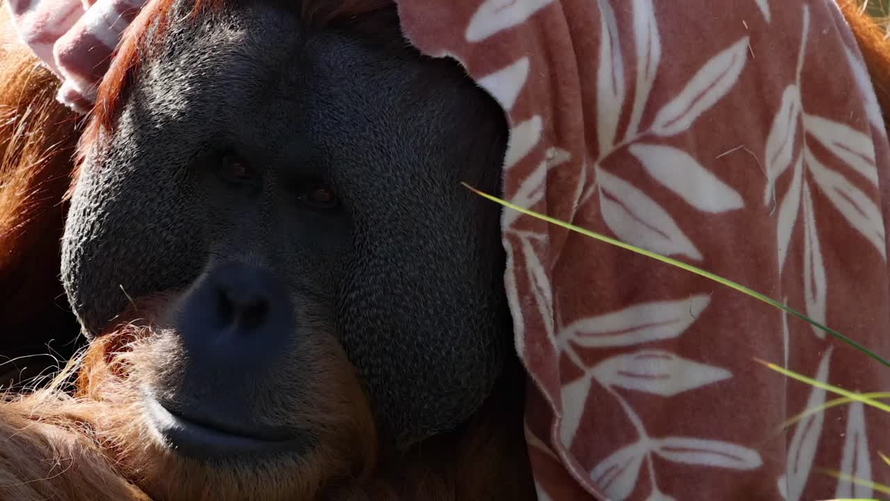 Close-up of an orangutan's face partially covered by a patterned cloth.