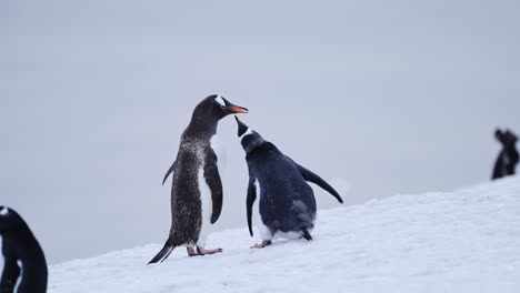 slow motion mother feeding baby penguin in antarctica, regurgitating food for hungry young penguins chick, baby animals and wildlife on the antarctic peninsula in the snow at a colony