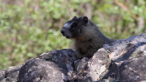 Attentive-young-marmot-on-warm-rock-pops-head-up,-defocused-back