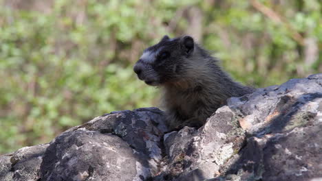 una marmota joven atenta en una roca cálida aparece con la cabeza hacia arriba, desenfocada hacia atrás