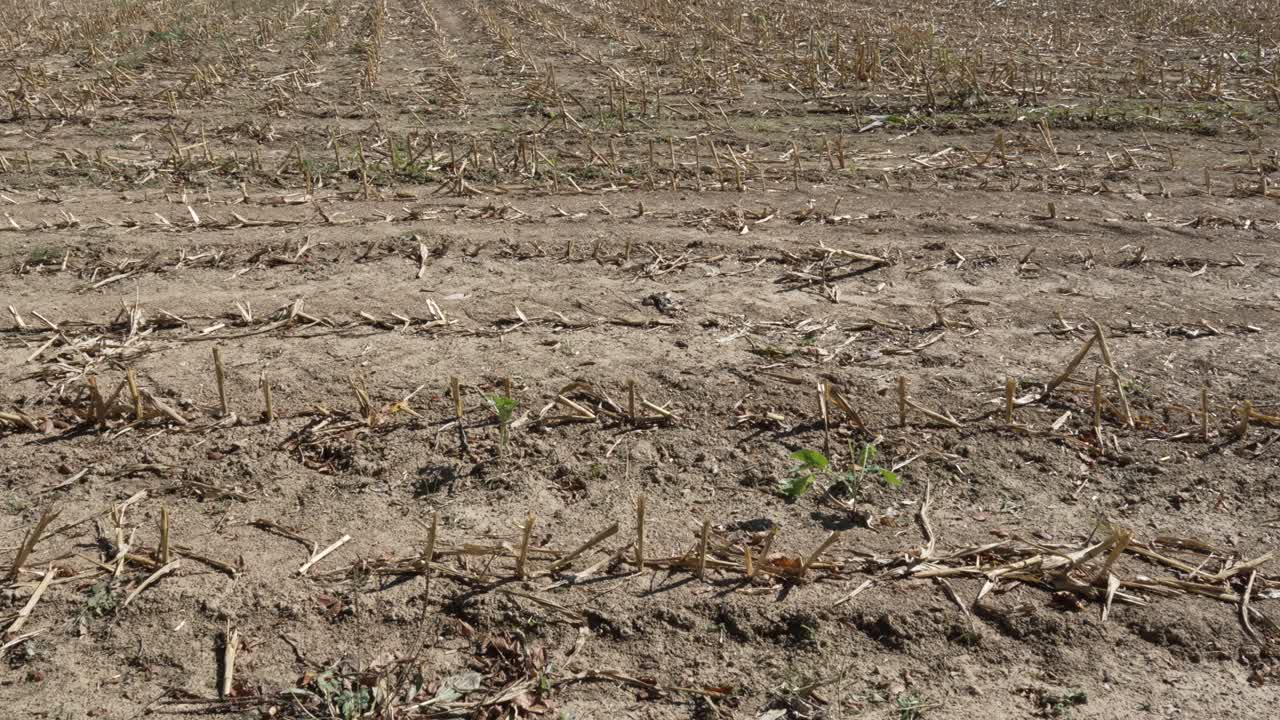 agricultura de sequía cultivo sin agua de lluvia, impacto en el ecosistema tierras de cultivo