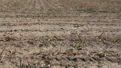 Dürre-Landwirtschaftliche-Nutzpflanzen-Ohne-Regenwasser,-Auswirkungen-Auf-Das-Ökosystem-Ackerland