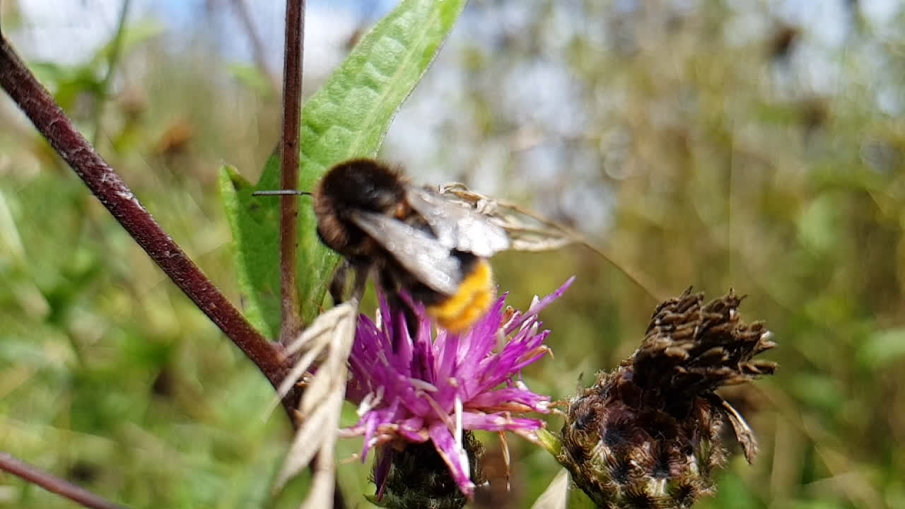 abejorro en una flor