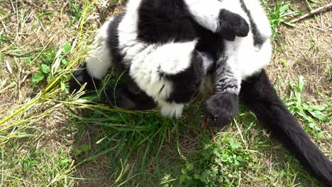 de arriba hacia abajo de cerca de negro y blanco ruffed lémur asearse en el sol del mediodía