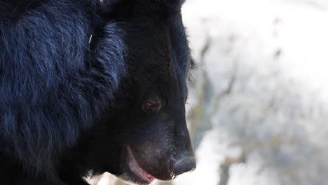 asian black bear observed in natural habitat