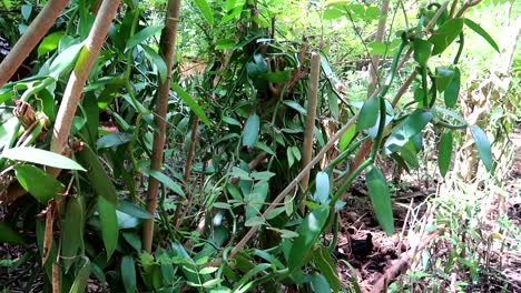 panorámica a la izquierda que revela una plantación de vainilla y frijoles con algunas gallinas alrededor