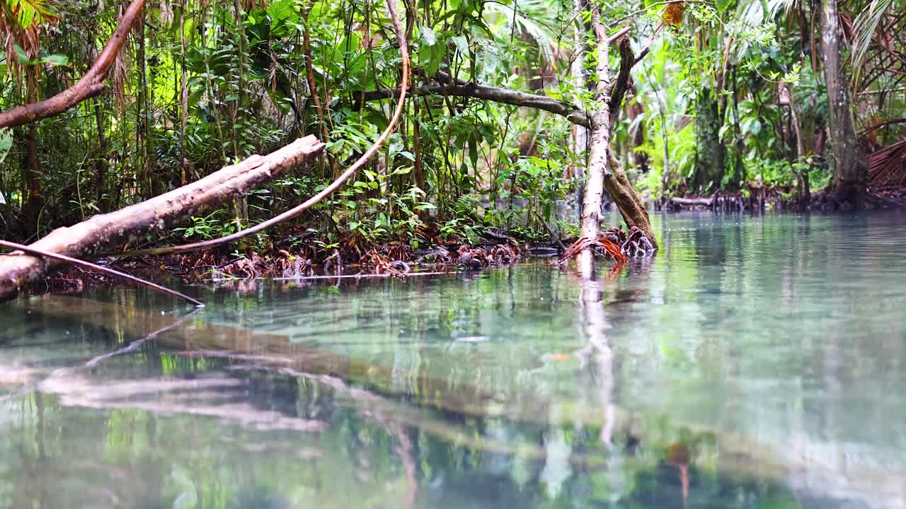 Peaceful kayak journey in lush Krabi clear water canal environment