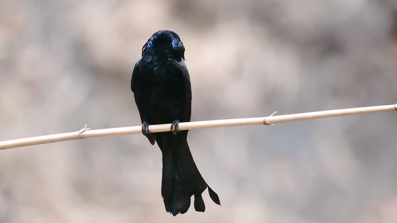 волосатый дронго или волосатик - это птица в азии из семейства dicruridae, которая была конспецифична с dicrurus bracteatus или пестрым дронго, в котором их бывает сложно отличить друг от друга