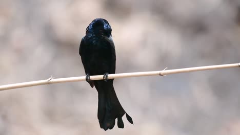 Der-Haarhauben-Drongo-Oder-Ist-In-Asien-Ein-Vogel-Aus-Der-Familie-Der-Dicruridae,-Der-Mit-Dicrurus-Bracteatus-Oder-Spangled-Drongo-Konspezifisch-War,-Bei-Dem-Es-Schwierig-Sein-Kann,-Ihn-Voneinander-Zu-Unterscheiden