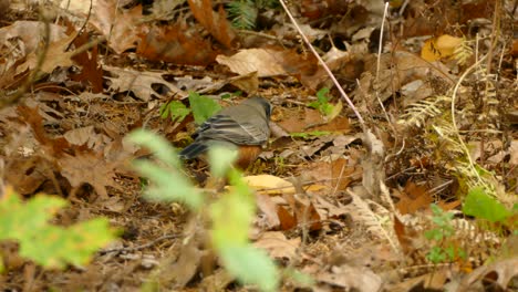 Der-Waldboden,-Der-Insektenbeute-Versteckt,-Ist-Das-Perfekte-Jagdrevier-Für-Den-Schlaueren-Vogel