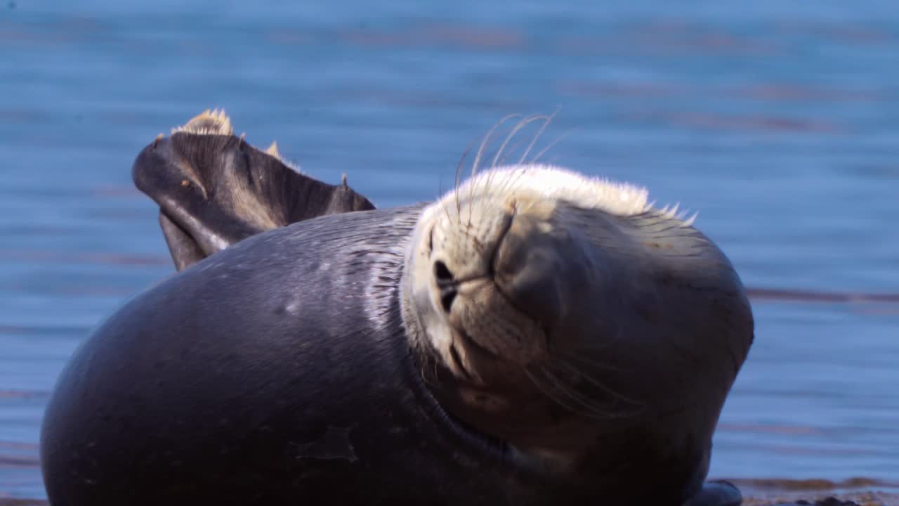 Telephoto closeup of common seal completely relaxed yawn after looking at camera