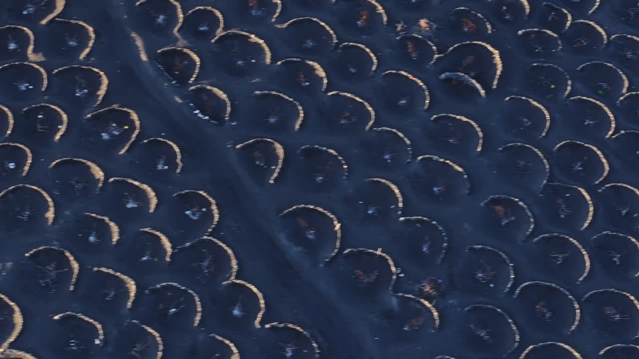 Vineyards in a volcanic landscape of Lanzarote, Spain