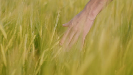 mano en un campo de trigo
