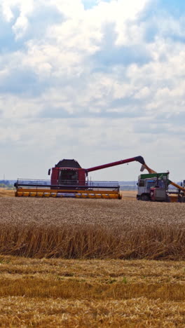 agricultural machinery on the field. combine harvester unloading crop into trailer. two combines and tractors working in summer day. vertical video