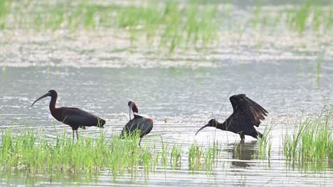 Pájaros-Ibis-Brillantes-En-El-Lado-Del-Lago-En-El-Día