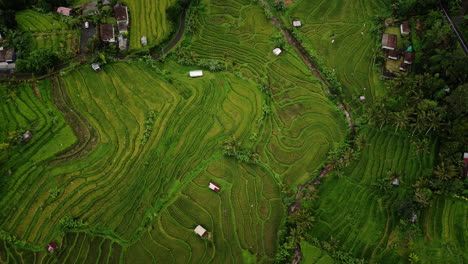 drone shot of bali's rice fields. jatiluwih rice terraces are one of the best views. and, by the way, it's a piece of unesco world heritage.