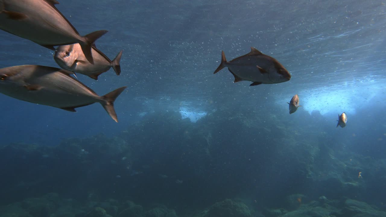 Group of Seriola fasciata swimming in clear blue water over a volcanic rocky bottom with sun rays