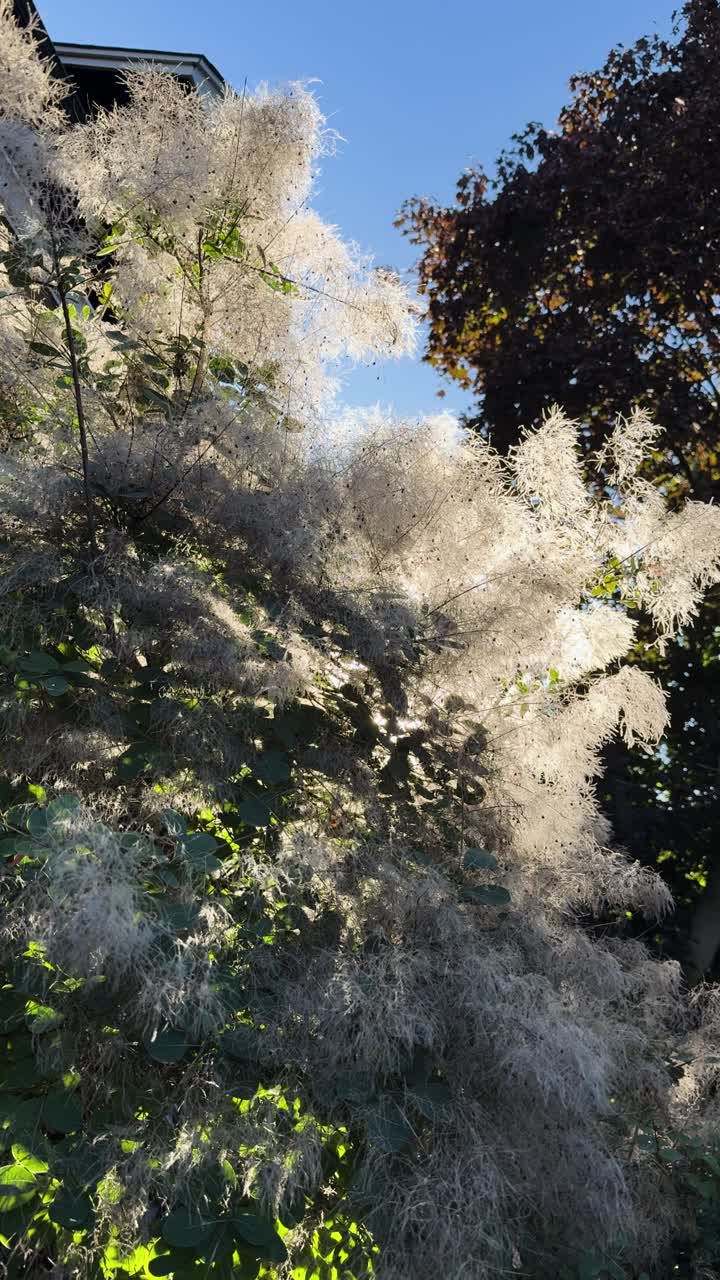 Vertical shot of a tree in Toronto with sunlight filtering through its branches as the camera slightly moves upward