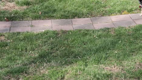 dog walks along a brick path