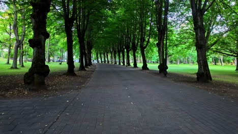 road in the middle of the city park under shady and cool trees