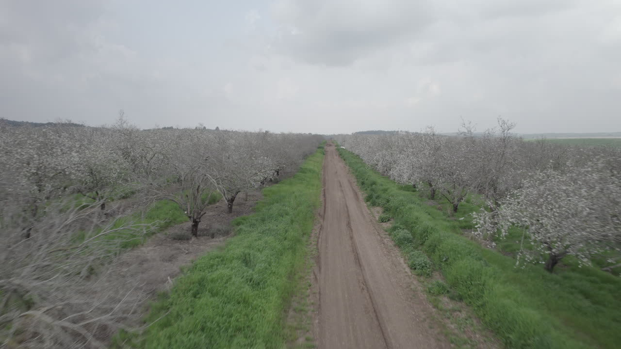 Dirt Road Through a Blossoming Almond Orchard