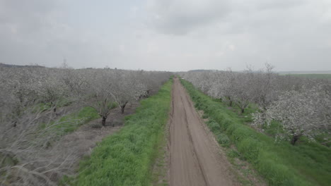 dirt road through a blossoming almond orchard