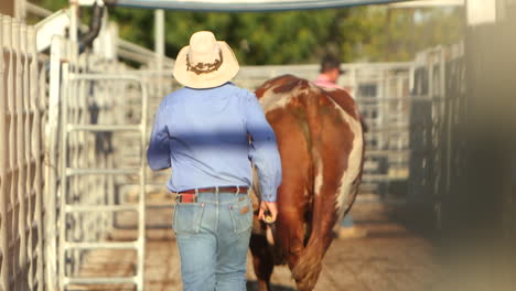 vaquero trabajador persiguiendo a un gran toro individual dentro del recinto