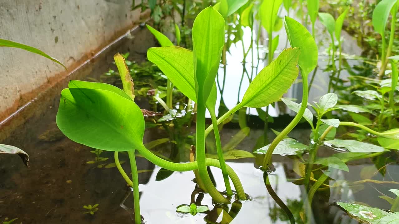 물에 사는 초록색 식물