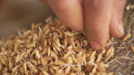 close-up-of-rice-seeds-with-embryo-ready-for-plantation-in-Rice-field-farm-in-asia