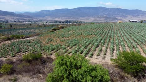 Drone-Flies-Above-Agave-Fields,-Low-Angle-Beside-Small-Trees,-Mexico