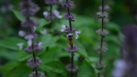 Australische-Biene-Sammelt-Nektar-Aus-Basilikumblüten---Nahaufnahme