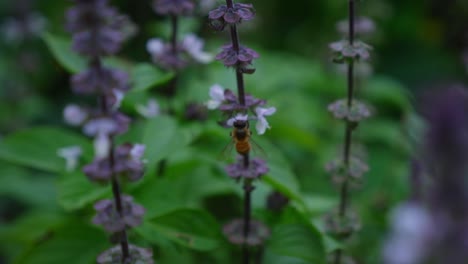 australian bee collects nectar from basil flowers - close up