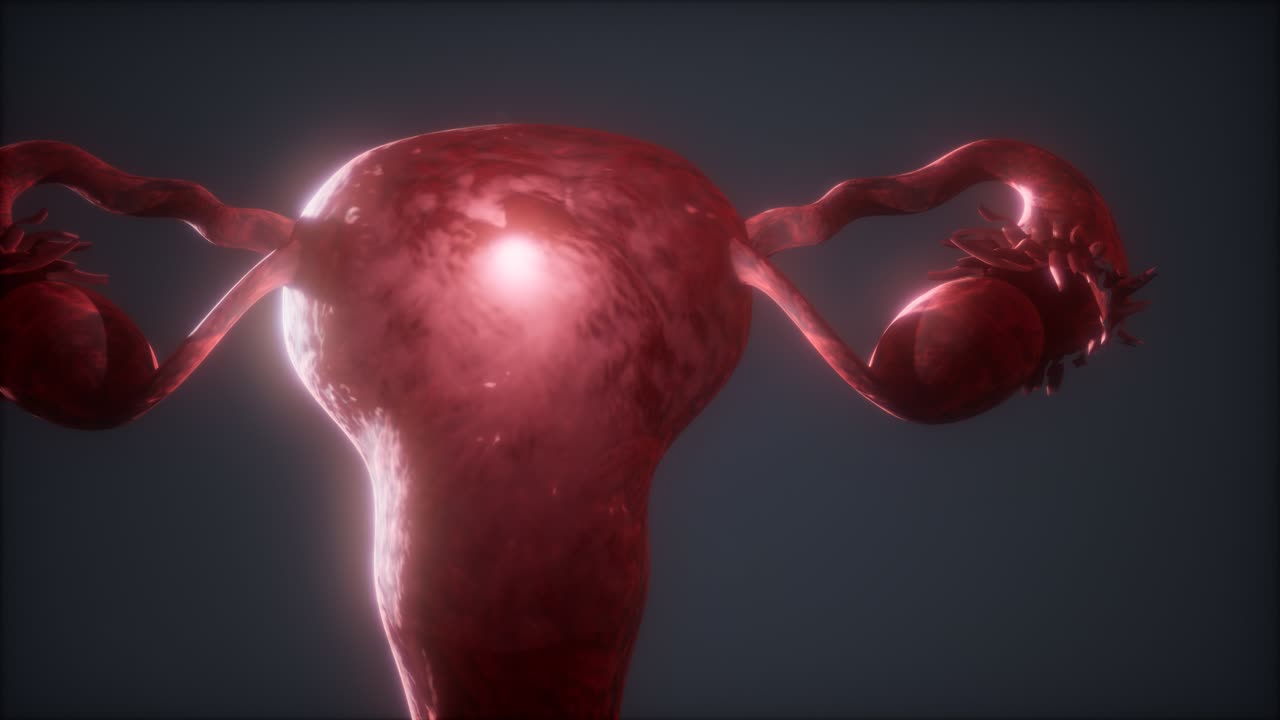 anatomía del sistema reproductivo femenino