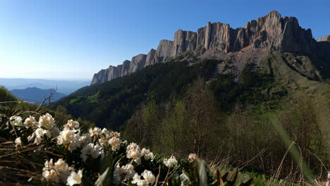 Panoramic-landscape-view-of-white-wild-flowers-on-the-Caucasus-Mountains,-on-a-bright-sunny-day